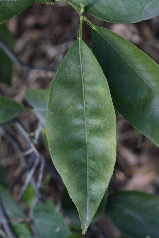            Unifoliolate leaf (Riverside, CA)   